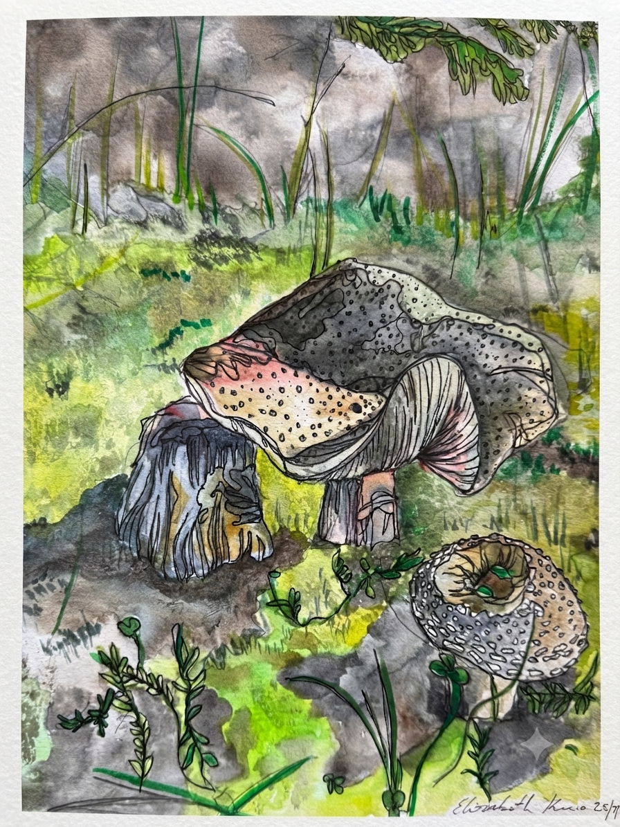 Swedish Forest Mushrooms