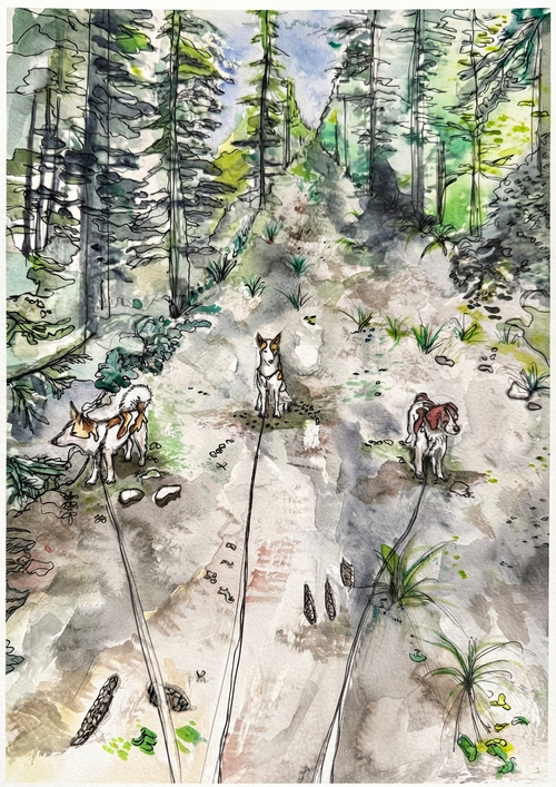 Watercolour and ink illustration of three dogs on a rocky forest trail