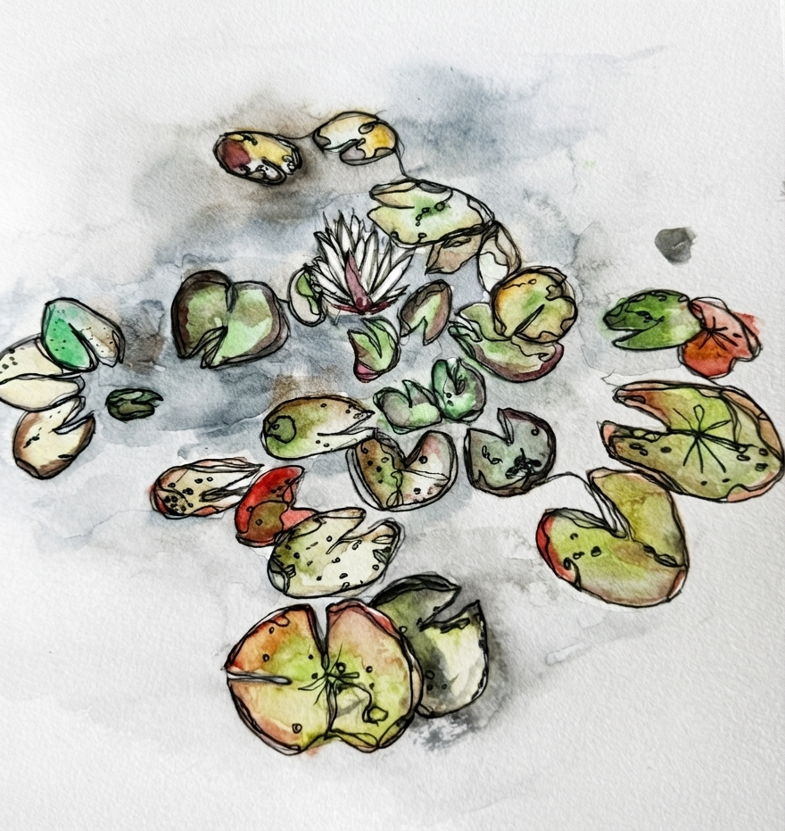 Watercolour art print of lily pads and pink blooms floating on still water