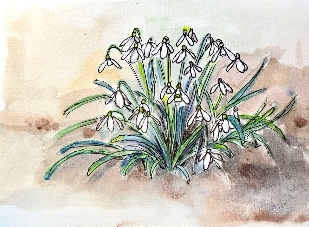 Watercolour and ink art print of a clump of snowdrops with white nodding flowers and green stems emerging from soft earthy tones