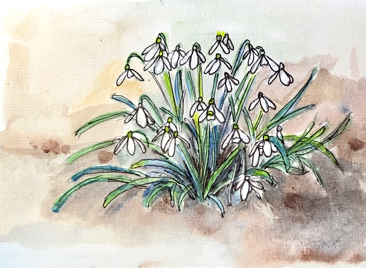 Watercolour and ink art print of a clump of snowdrops with white nodding flowers and green stems emerging from soft earthy tones