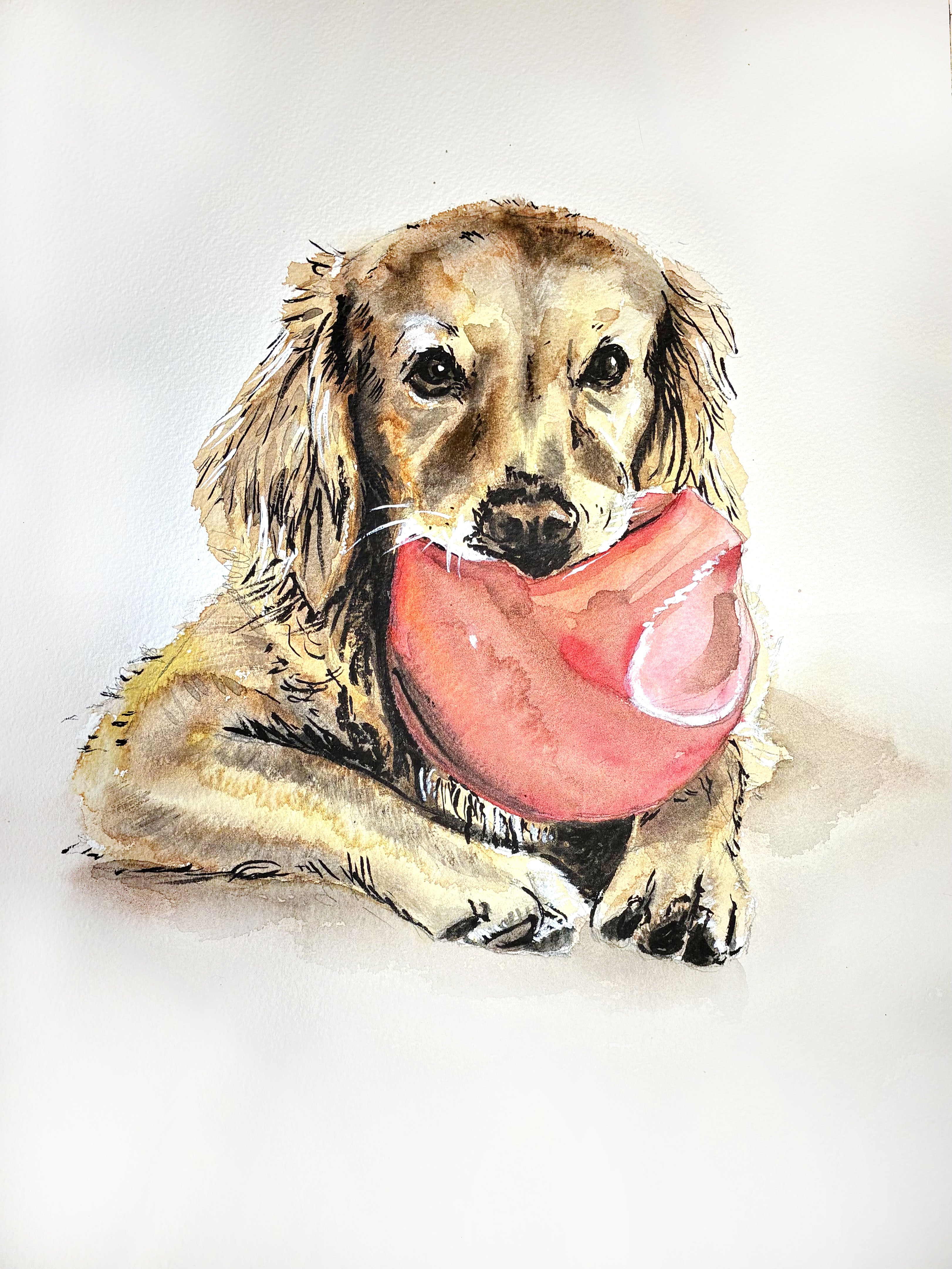 Watercolour and ink portrait of a happy dog holding a tennis ball in its mouth with bright alert eyes