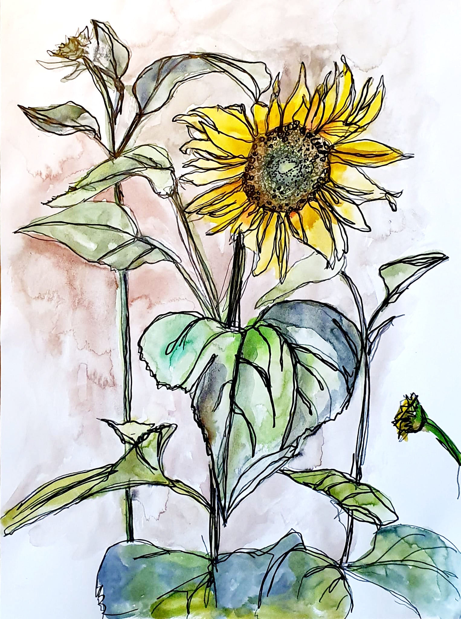 Watercolour and ink art print of a sunflower in full bloom with golden petals, broad green leaves and a bud in the background