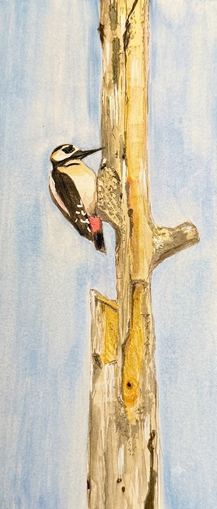 Great Spotted Woodpecker